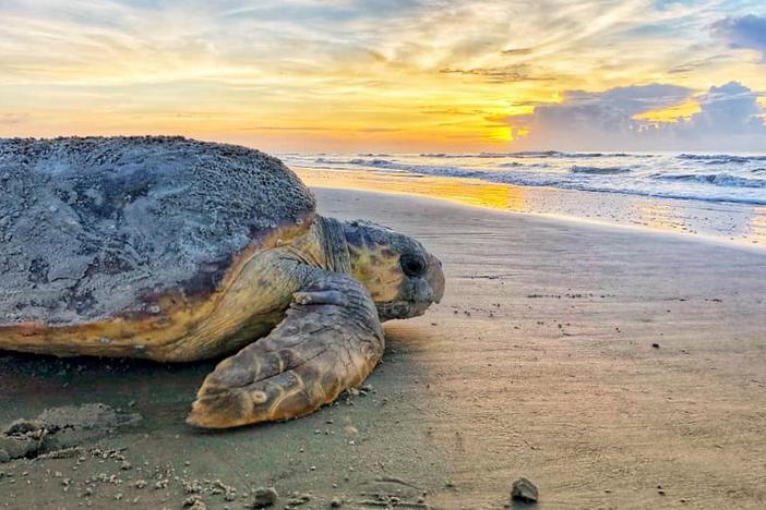 File photo of a dawn-nesting loggerhead sea turtle on Ossabaw Island. Credit: Caleigh Quick/ Georgia DNR.