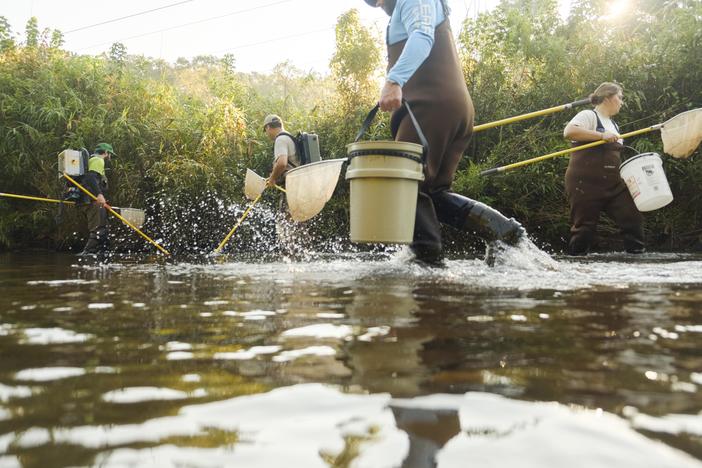 A team composed of Macon Water Authority scientists and outside contractors net fish on a small stretch of Walnut Creek in Macon on a recent morning. 