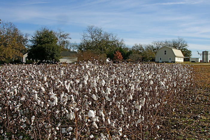 A field of cotton in the foreground, with a farmhouse in the background