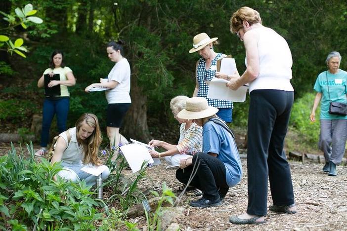 Students in the Medicinal Plants course identify plants. Courtesy of Cora Keber.