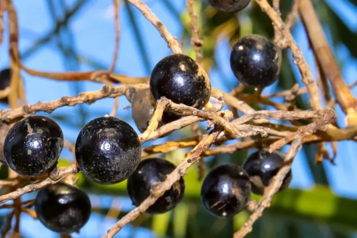 Saw palmetto berries