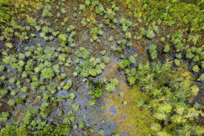  Aerial view of wetlands that would be filled in under a plan to build a landfill in Brantley County. Photo contributed by the Satilla Riverkeeper