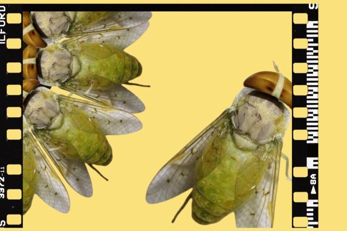 Yellow Fly image