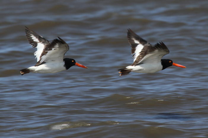 American oystercatchers in flight (Tim Keyes_Georgia DNR)