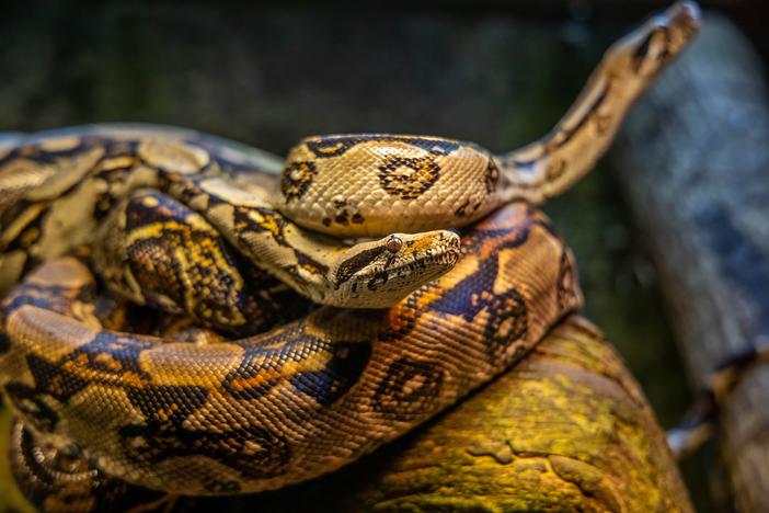 Image shows two pythons