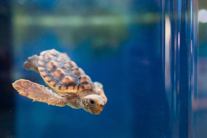 Loggerhead sea turtle hatchling at the Georgia Sea Turtle Center on Jekyll Island.