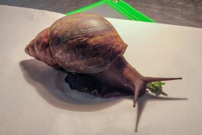 The Giant African Snail intercepted by Customs and Border Protection at the Hartsfield-Jackson Airport.