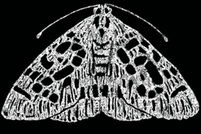 The Moth 25 years
