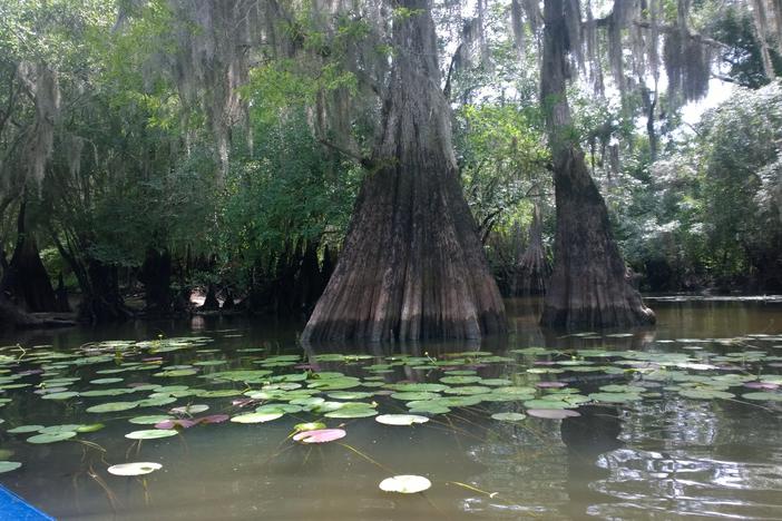 The Ogeechee River in Georgia