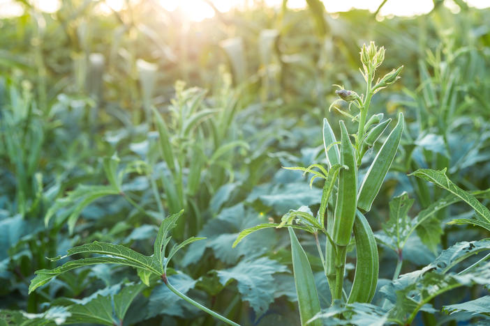 A field of Okra