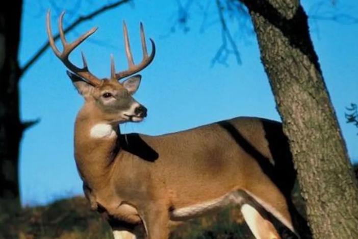 An adult male whitetail deer