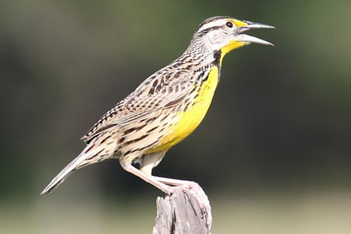 An eastern meadowlark (Sturnella magna) stands on a fence post. 