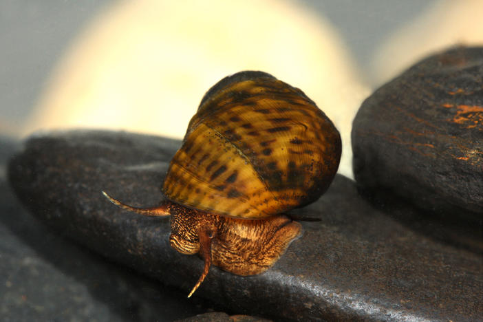  The interrupted rocksnail is named after the pattern on its shell. Scientists want to restore the creature to its native habitat, which was altered by damming. Photo courtesy of Paul Johnson, Alabama Aquatic Biodiversity Center.