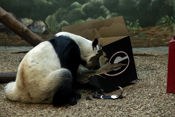  Yang Yang, a 25-year-old male giant panda at Zoo Atlanta entered his dayroom habitat on December 20, 2022, to find two identical boxes painted with team logos, and made his pick.