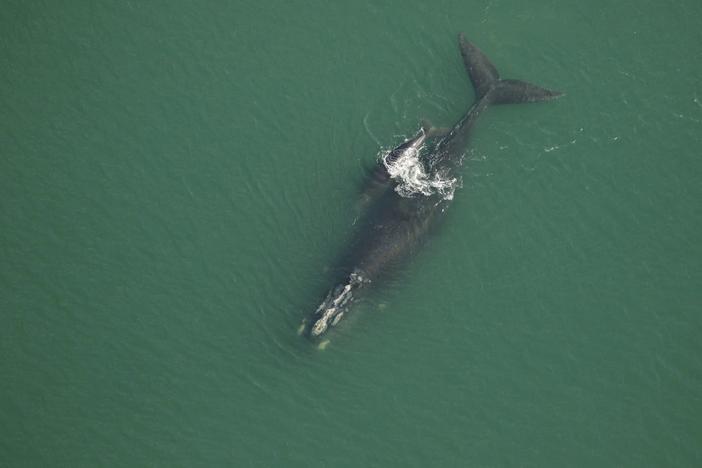 Archipeligo (right whale catalog #3370) and her new calf swim off Little St. Simons on Dec. 8, 2022. Credit: Florida Fish and Wildlife Conservation Commission, taken under NOAA permit 20556-01.