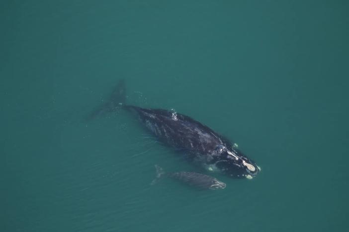 Medusa and her calf were sighted Dec. 7, 2022 about 13 miles off St. Catherines Sound.  Credit: Clearwater marine Aquarium Research Institute, taken under NOAA permit 20556