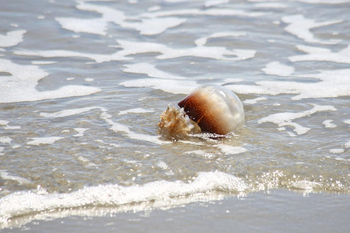A cannonball jellyfish is shown washed up along a sandy shore.