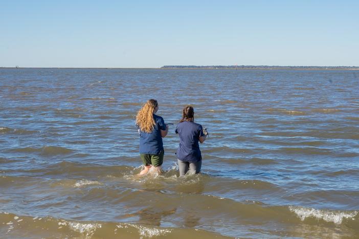 Two people stand in a body of water with sea turtles in their hands, about to release them into the water.