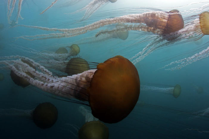 Jellyfish swimming.