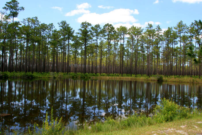  A revamped Clean Water Act released in December 2022 restored federal protections for millions of acres of wetlands and other waterways. A proposed mining project that would take place on wetlands located 3 miles from the Okefenokee Wildlifre Refugee was no longer subject to federal water rules jurisdiction when the law was rolled back under President Donald Trump’s administration. Photo courtesy of U.S. Fish and Wildlife Service. 