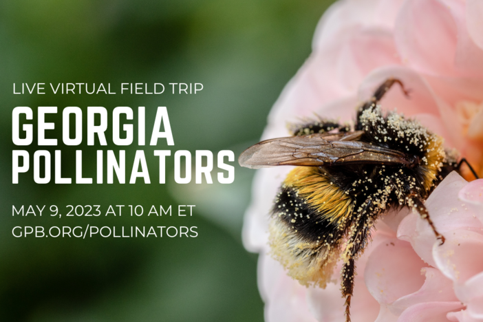 pollinators live exploration