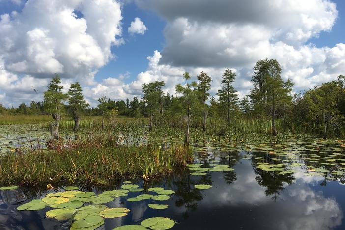 Okefenokee National Wildlife Refuge