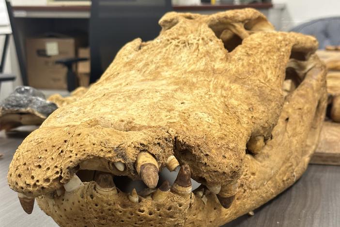 Doc's skull. UGA Marine Extension and Georgia Sea Grant