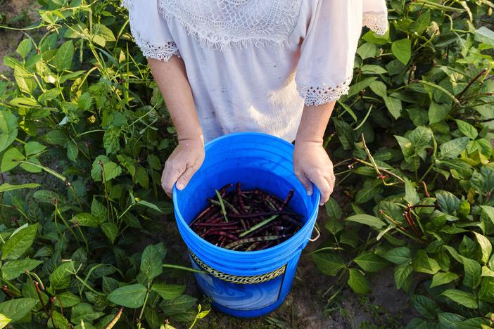 Donald and Margaret Holder of Crawford County harvesting purple hull peas in 2018. 