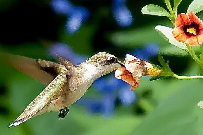 A Ruby-throated Hummingbird found the Superbells Tangerine Punch calibrachoa at The Garden Guy’s house to his liking, including spending extra time on an old blossom. 