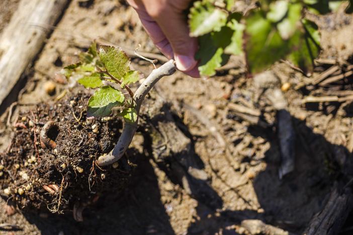 Vince Stanley props up a sapling and its rootball. 