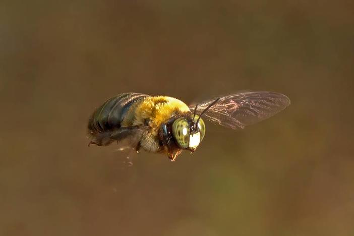 A male carpenter bee