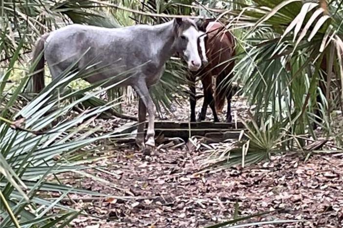 Horses drink from one of the few sources of fresh water on the island.