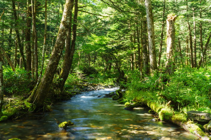 a stream cuts through a green forest