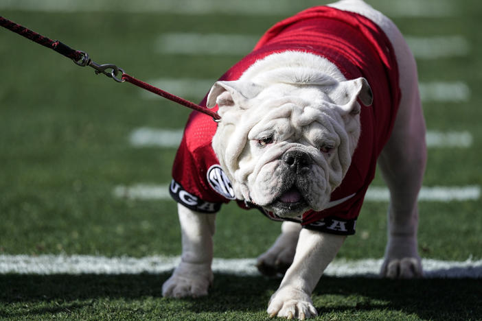 Georgia mascot Uga X walks on the field during the first half of an NCAA college football game against Georgia Tech Saturday, Nov. 26, 2022 in Athens, Ga. There will be a new English bulldog puppy roaming the Georgia sideline in the 2023 season. The G-Day spring scrimmage on Saturday, APril 15, 2023, marked the transition of Georgia mascots as Uga X, named Que, retired as the winningest mascot in school history.