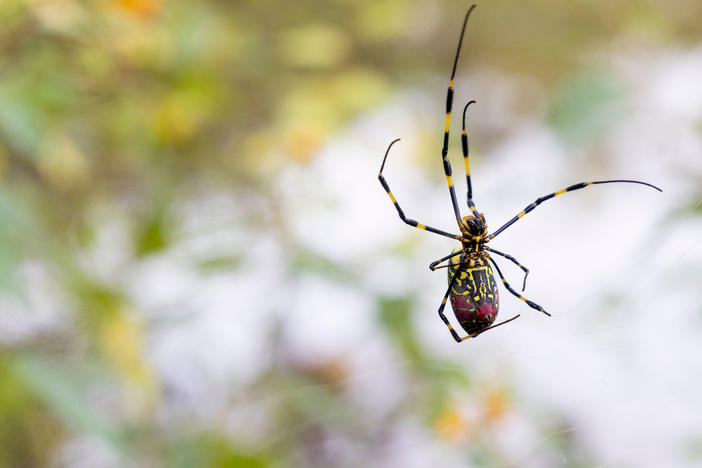 When UGA researchers exposed more than 30 spiders to a disturbance, most didn't move for a minute or two. Joro spiders sat completely still for more than an hour. (Photo by Peter Frey/UGA)
