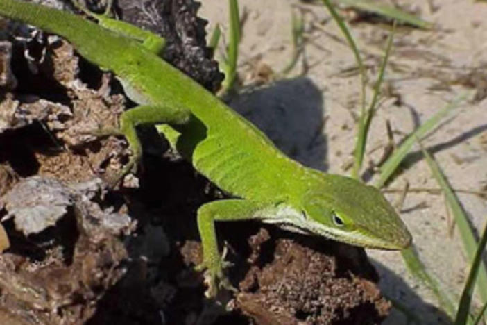 The Green Anole lizard is found across the Southeastern U.S. and is especially prevalent in Georgia and South Carolina.