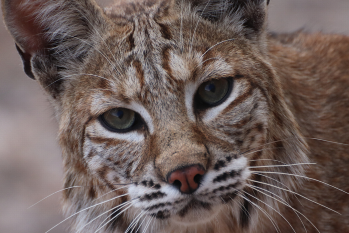 bobcat