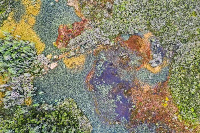 Blowups, barracks and houses of peat help form the mosaic that the Okefenokee presents from overhead. Credit: Justin Taylor