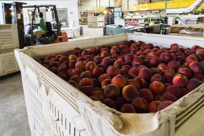 Peaches ready for packing and shipping at Lane Packing, a peach farm in Fort Valley, Ga., in 2017.