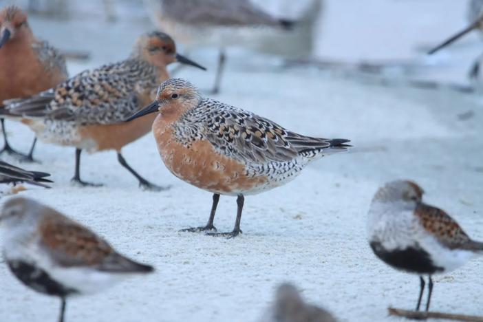  Red knots fatten up on Georgia beaches before migrating north to the Arctic to raise young. Credit: Fletcher Smith/GA DNR