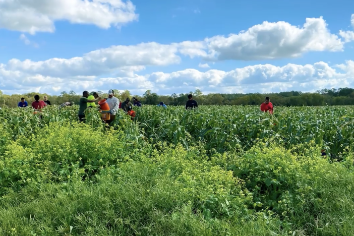 Volunteers managing food waste in green scenic field