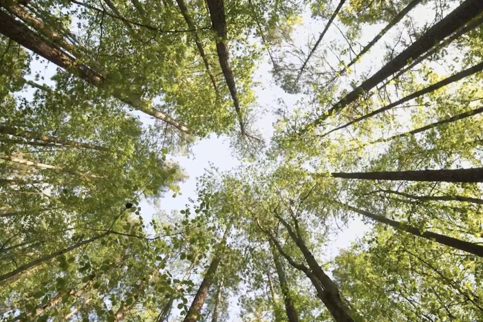 Looking up at treetops in the sunlight