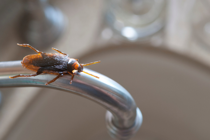 a cockroach on a faucet