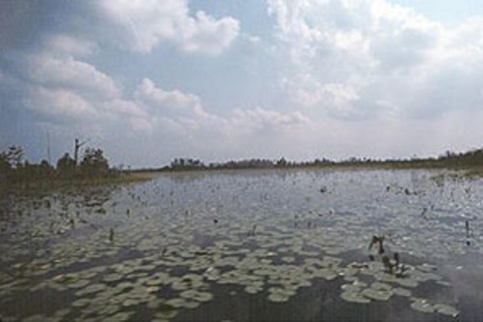 Okefenokee Swamp