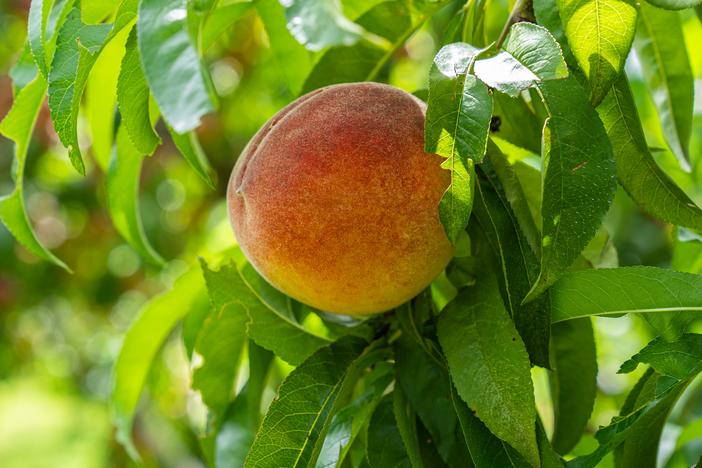 peach hanging on a tree