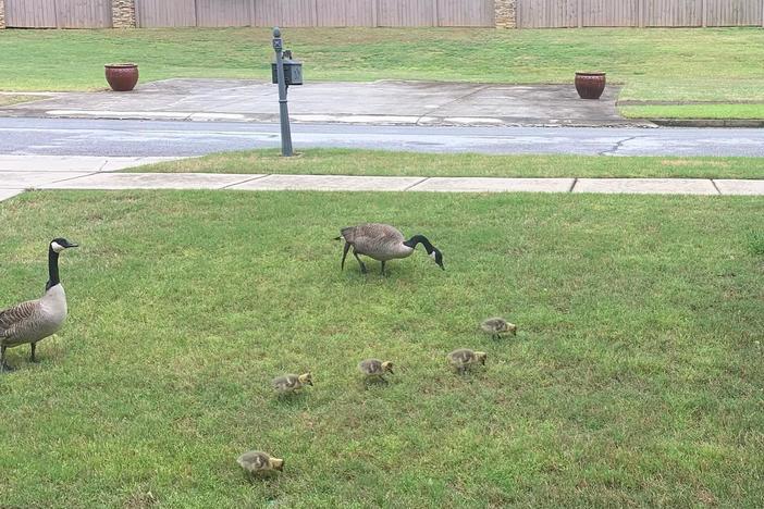 Every summer, Canada Geese in Georgia lose and then regrow their flight feathers in a process called molting. This leaves them flightless for about a month. Georgia Department of Natural Resources/Patricia Duboise