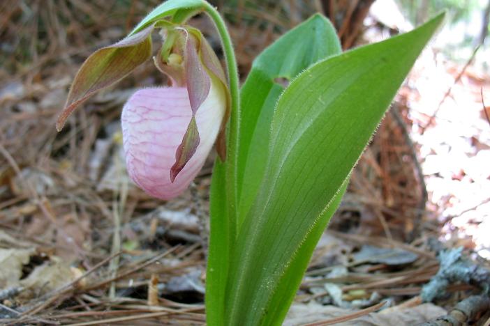 Pink lady's slipper orchid