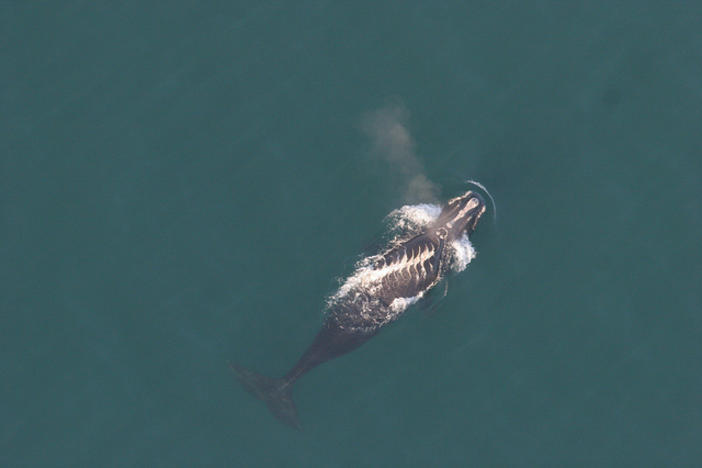 A right whale with scars