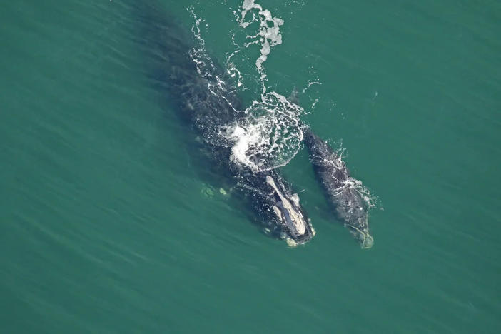 Right whale Catalog #2029 ‘Viola’ and calf sighted on Jan. 6, 2023, approximately 11 nautical miles off Cumberland Island. Catalog #2029 is 33 years old and this is her fourth calf. 