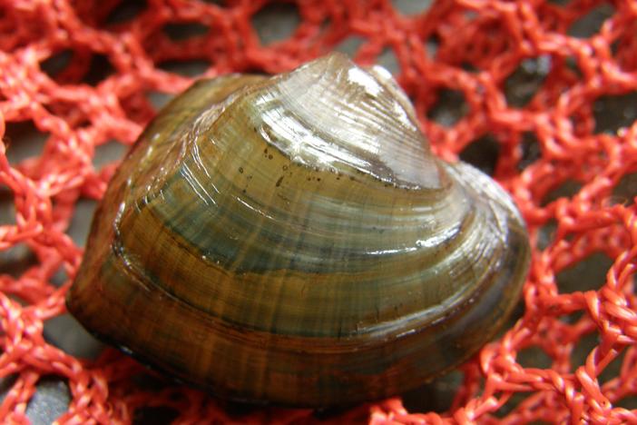 The southern elktoe is a rare freshwater mussel found only in the Apalachicola, Chattahoochee, and Flint River Basins. The U.S. Fish and Wildlife Service proposed in June, 2023 to add the southern elktoe to the endangered species list. Photo credit: J.Wisniewski (GADNR)